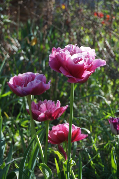 DSC05629 (465x700, 139Kb)