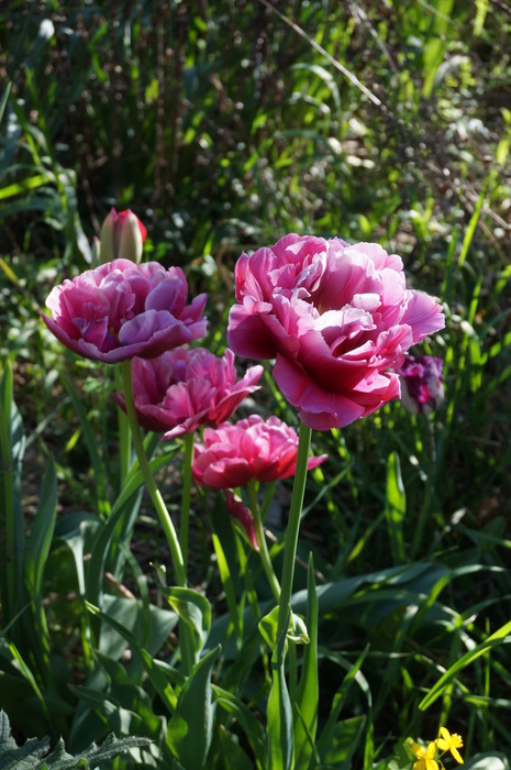 DSC05627 (465x700, 152Kb)