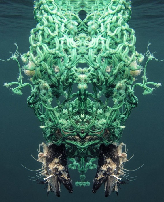 Неземная красота: тайная жизнь океанского мусора