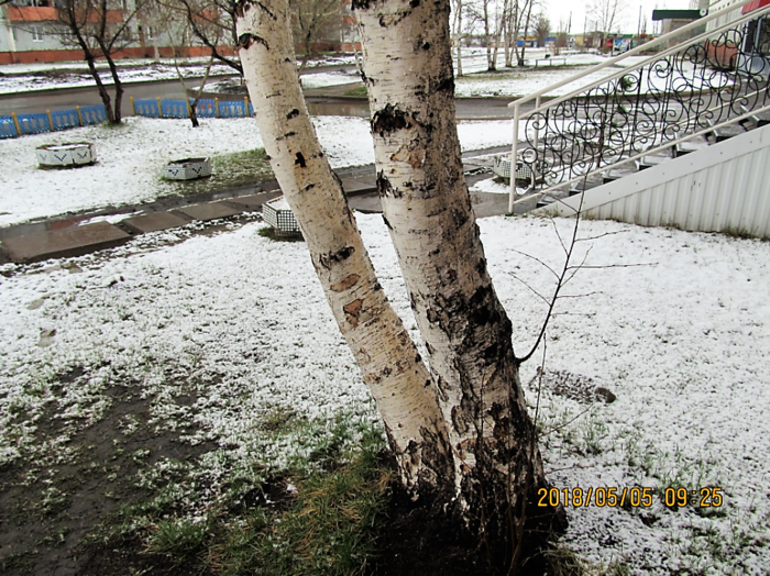3924376_sharypovo_sneg_v_mae_2018_9 (700x524, 904Kb)