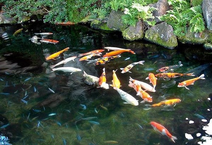 Как ухаживать за рыбками в садовом водоеме?
