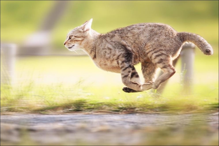 cats-cats-019 (700x466, 166Kb)