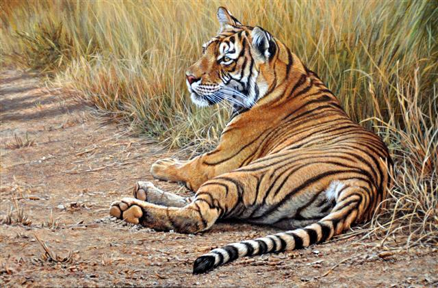 Alan Hunt Origiinal Midday Siesta Tiger (640x421, 340Kb)