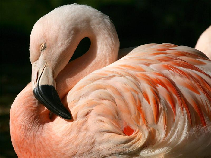 Udivitelnye-flamingo (700x525, 341Kb)