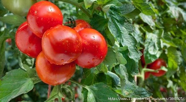 tomat-5-600x330 (600x330, 128Kb)