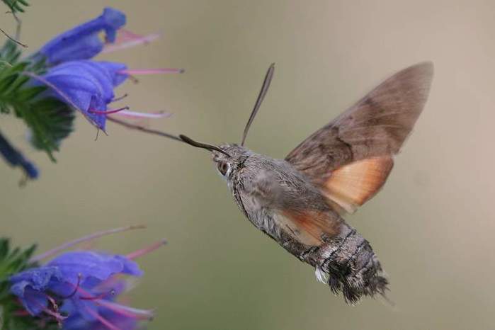 macroglossum_stellatarum (700x466, 20Kb)