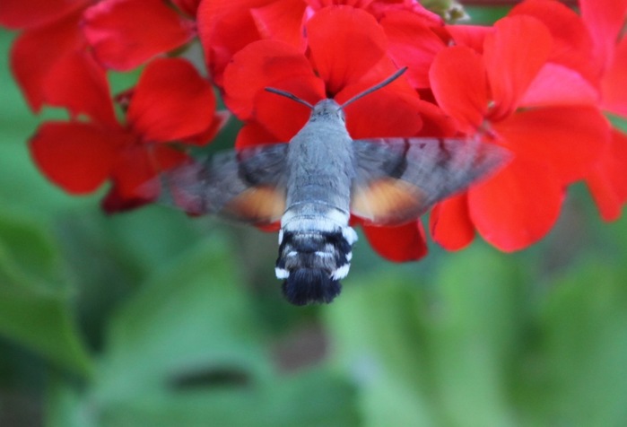 IMG_6762 (700x476, 57Kb)