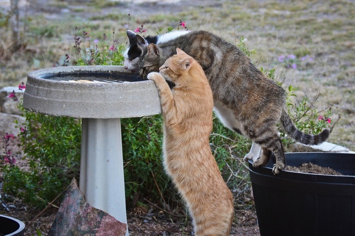 Cats_Three_3_464174 (700x466, 151Kb)