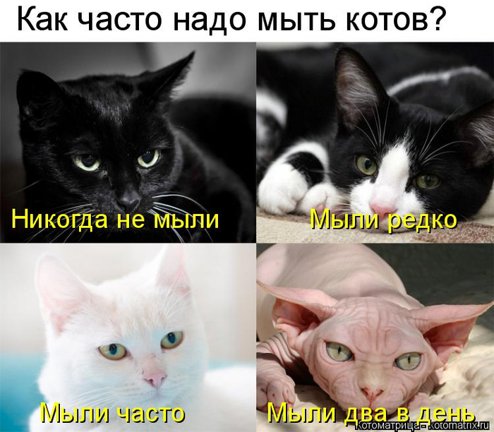 kotomatritsa_G (700x612, 324Kb)