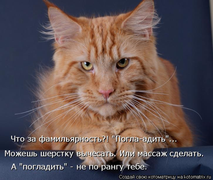 kotomatritsa_v (700x592, 361Kb)