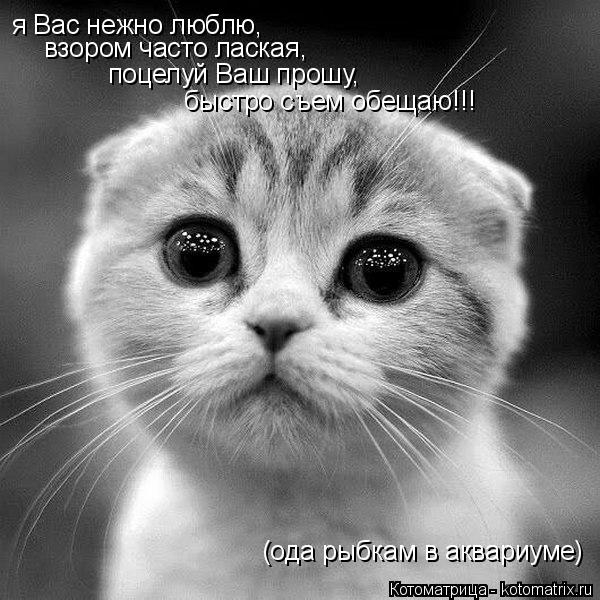 kotomatritsa_Y (600x600, 165Kb)