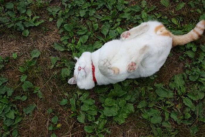 the_most_relaxed_cat_in_the_world_02 (700x467, 80Kb)
