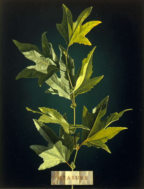1999.Measure (495x650, 268Kb)