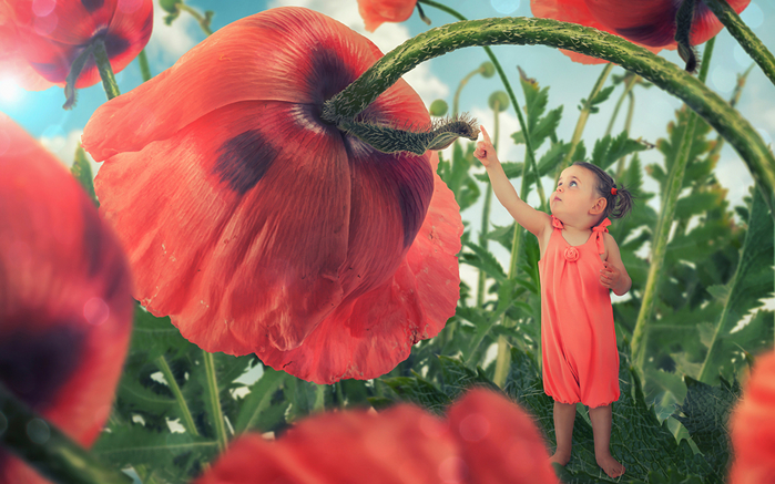 Poppies_Closeup_Little_457731_1920x1200 (700x437, 406Kb)