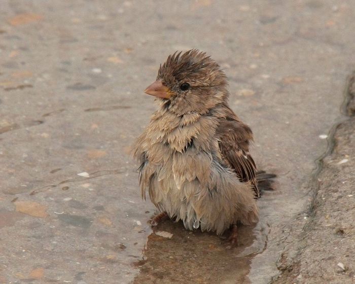 feathers_wet_water_sparrow_puddle_85414_1280x1024 (700x560, 181Kb)