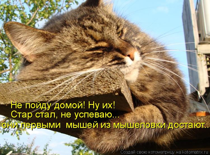 kotomatritsa_e (700x517, 458Kb)