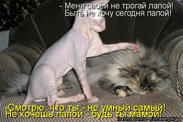 kotomatritsa_s (600x401, 197Kb)