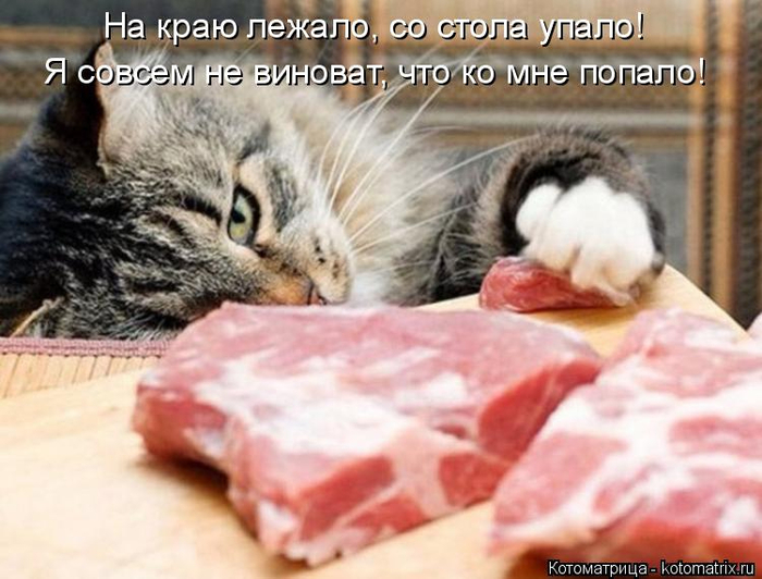 kotomatritsa_z (700x532, 349Kb)