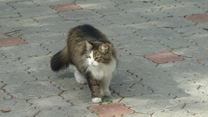 DSC06232 (700x394, 290Kb)
