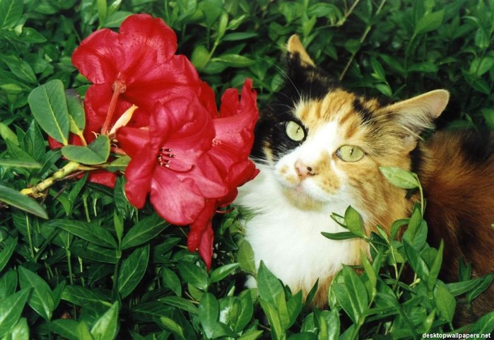 cat01_1024x768 (700x481, 81Kb)
