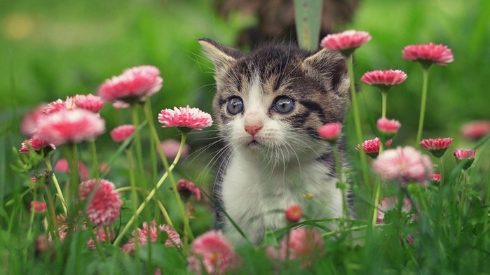 20140918476645-c8c699f0-la (700x393, 93Kb)
