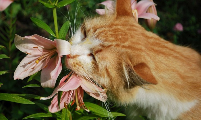 135144808_image (700x420, 82Kb)