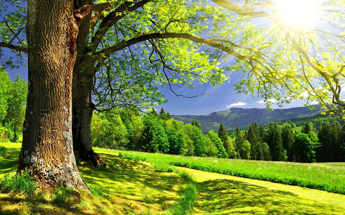Nature___Forest_____Summer_Sunny_day_087623_ (700x437, 564Kb)