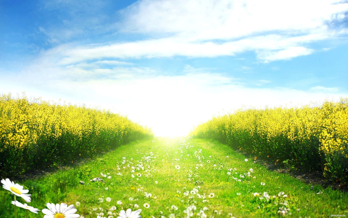 www.GetBg.net_Nature___Seasons___Spring_Sunny_day_in_the_spring_field_067760_ (700x437, 379Kb)