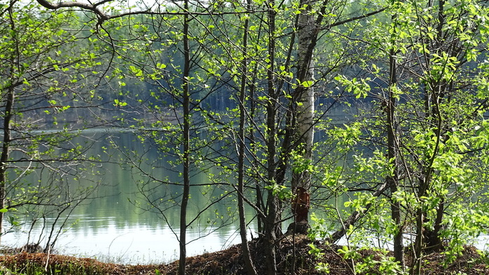 DSC05775 (700x394, 219Kb)