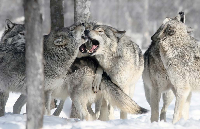 volk_volki_kartinki_foto_04-2 (700x453, 267Kb)