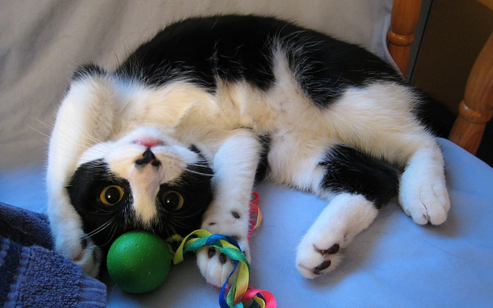 cat-toys-fur-nose-whiskers-lies-kitten-mammal-spotted-playful-vertebrate-cat-like-mammal-small-to-medium-sized-cats-642813 (700x437, 344Kb)