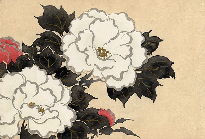 white peony. 1909 (654x445, 256Kb)