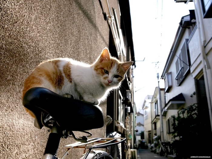 1259938141_city_cat_ds2-002480x (700x525, 278Kb)
