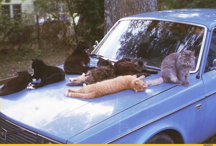 котэ-живность-автомобиль-1135800 (700x473, 98Kb)