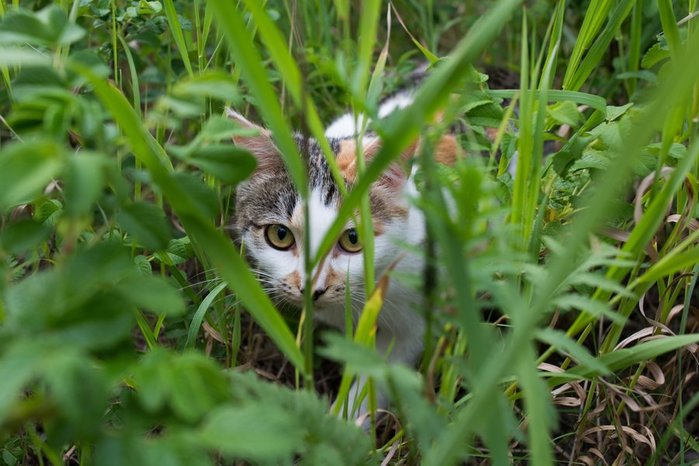 cat-sneaks-hunter-grass-multi-color-wallpaper (700x466, 70Kb)