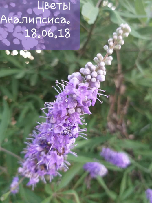 35486450_1724004724335709_6700850122286170112_n (525x700, 324Kb)