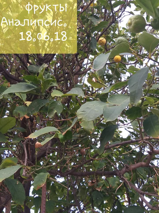 35518705_1724005181002330_6589223174938820608_n (525x700, 470Kb)