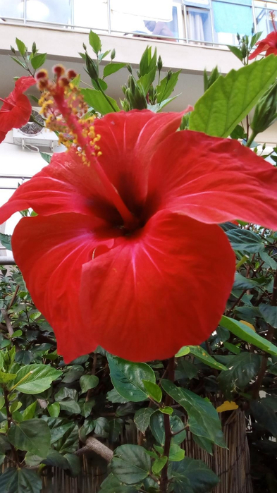 image (10) (393x700, 307Kb)