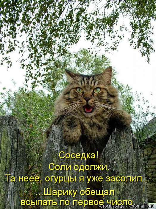 kotomatritsa_h (3) (524x700, 528Kb)