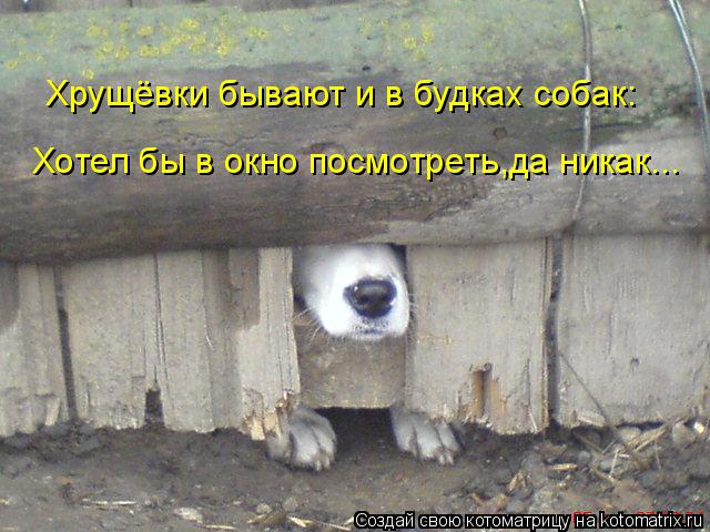 kotomatritsa_k (640x480, 247Kb)