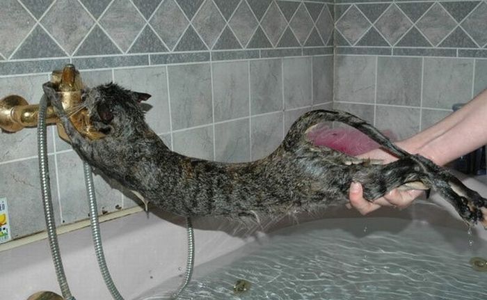 wet_cat_02 (700x431, 56Kb)