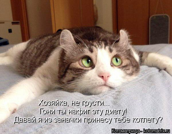 kotomatritsa_- (600x468, 178Kb)