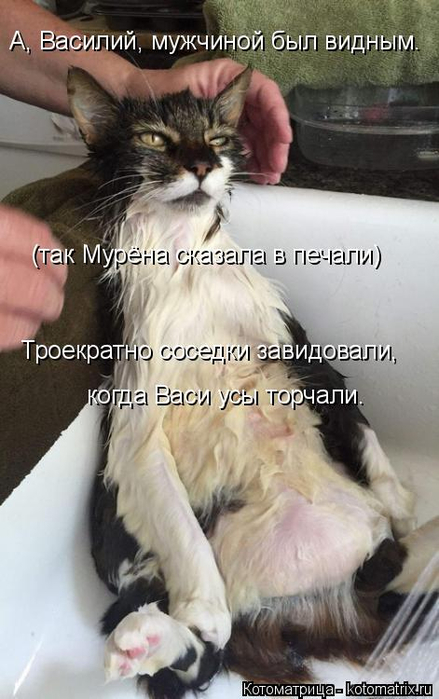 kotomatritsa_A (439x700, 276Kb)
