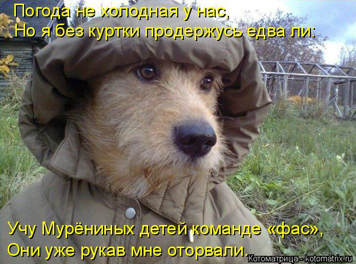 kotomatritsa_BX (695x515, 357Kb)