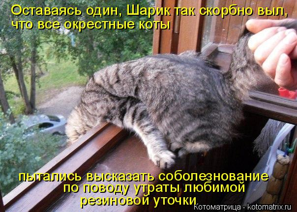 kotomatritsa_c (604x431, 272Kb)