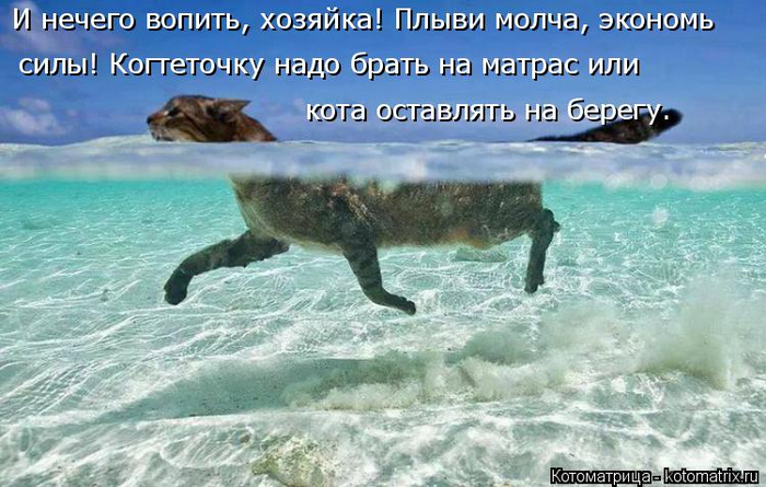 kotomatritsa_E (700x445, 347Kb)