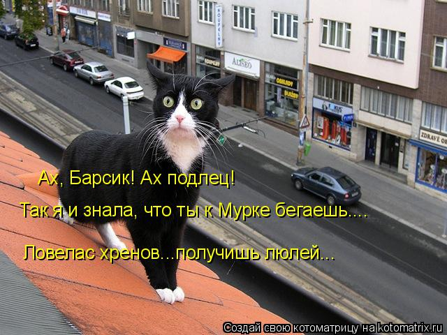 kotomatritsa_F (640x480, 261Kb)