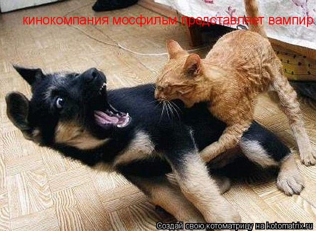 kotomatritsa_ha (634x463, 262Kb)