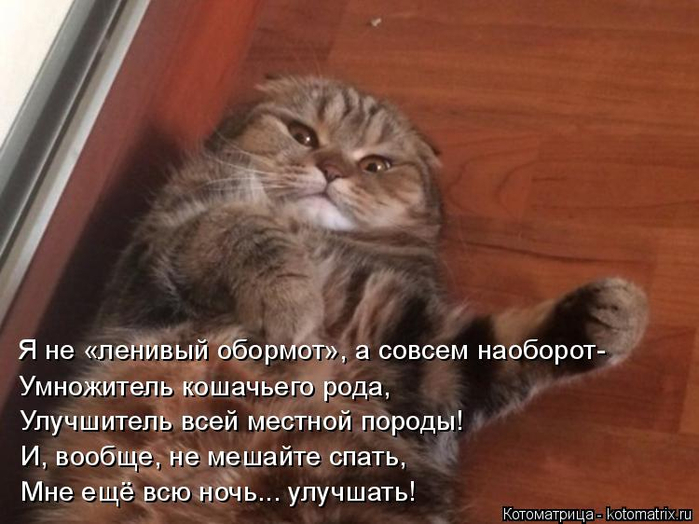 kotomatritsa_I (700x524, 314Kb)