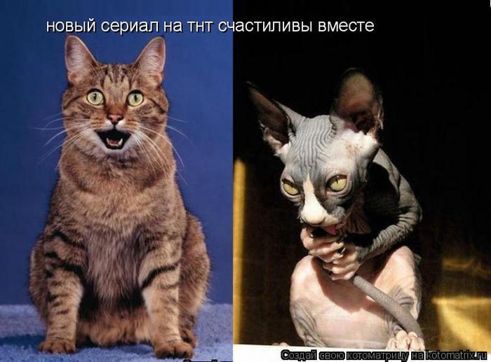 kotomatritsa_IS (700x517, 280Kb)